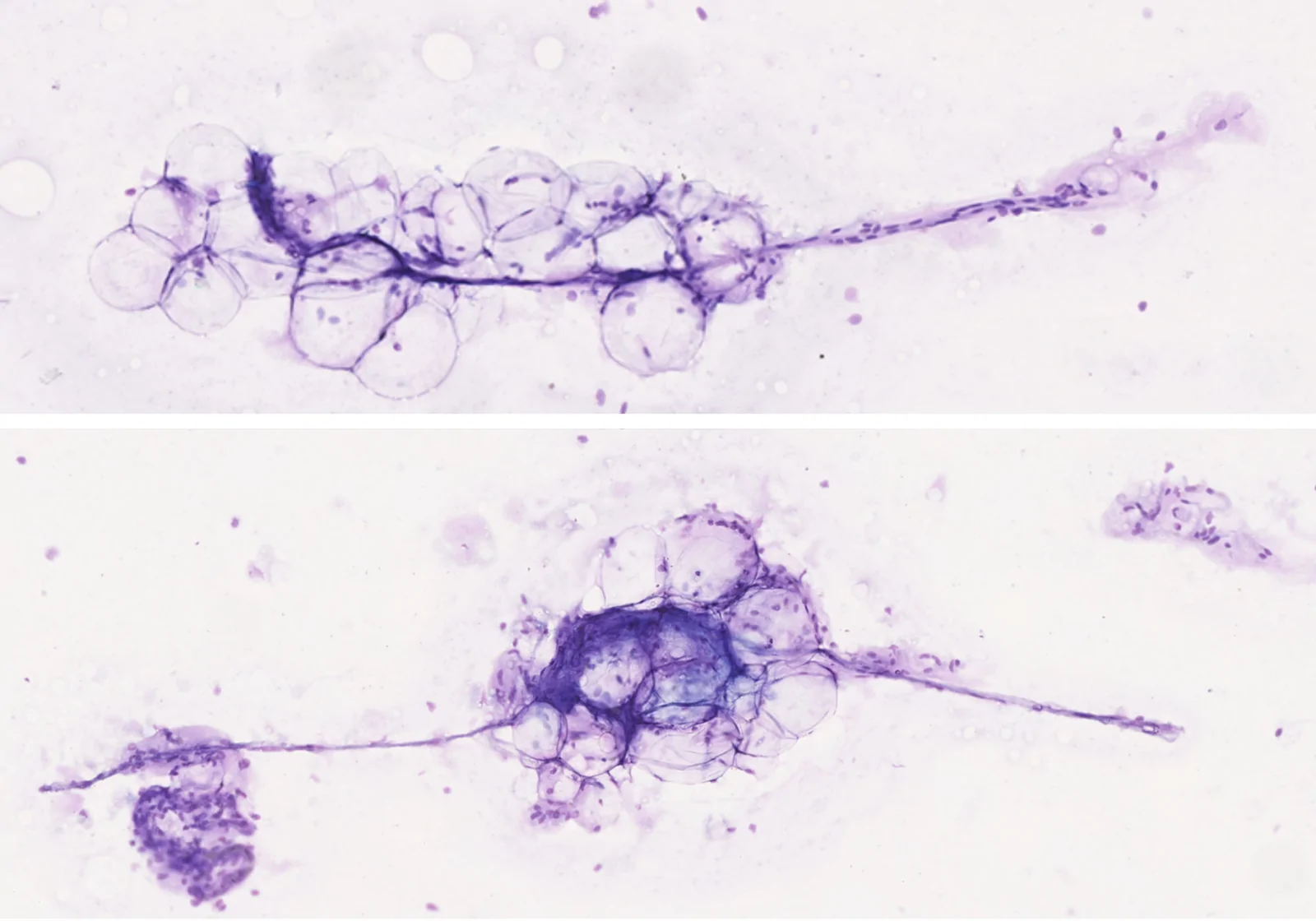 Fig. 8.