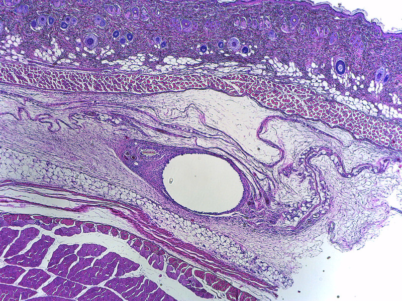 Fig. 12.