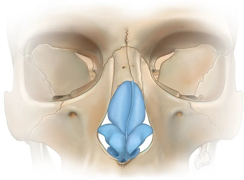 Fig. 5