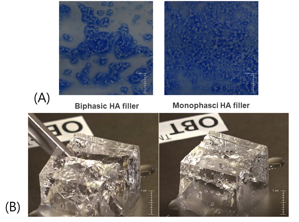 Figure 2. Graph depicting the contrast between Newtonian and non-Newtonian fluids in terms of fluid strain velocity (A). Differences in the viscoelastic behavior of slime based on its deformation history (B). The figures are produced by the authors.