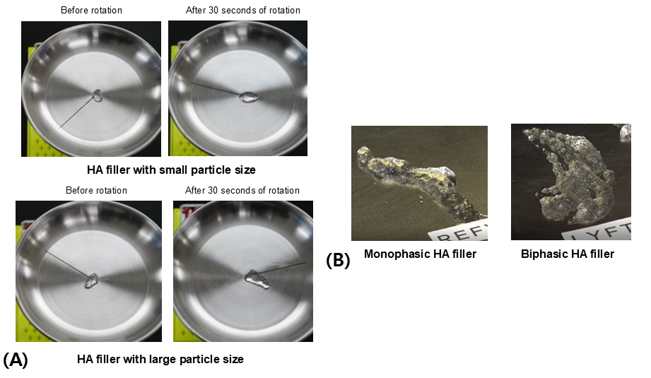 Figure 8. Creep deformation and recovery test (A). Comparison of shape and size of HA filler gel with different particle sizes when there is no external deformation (B). Comparison of response to creep deformation between HA filler gels with different particle sizes (C). Comparison of creep recovery of HA filler gel with different particle sizes (D). The figures are produced by the authors.